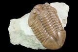 Asaphus Cornutus Trilobite - Russia #126131-4